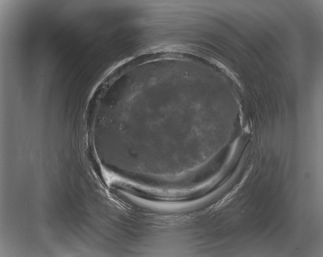 X0000083651117200702121143
