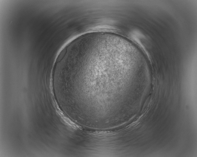 X0000083651336200702121140