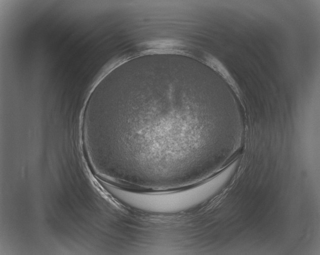 X0000083651386200702121139