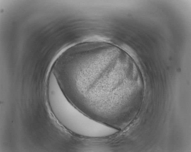X0000083651008200702201429
