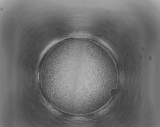 X0000083651462200702201421
