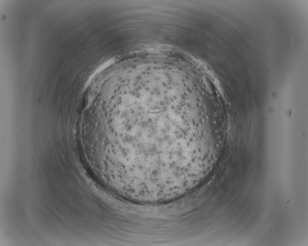 X0000083650010200702261128