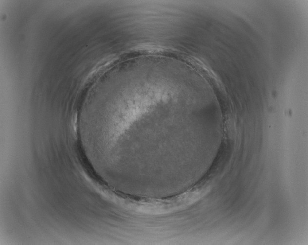 X0000083650024200702261128