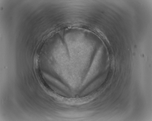 X0000083650026200702261127