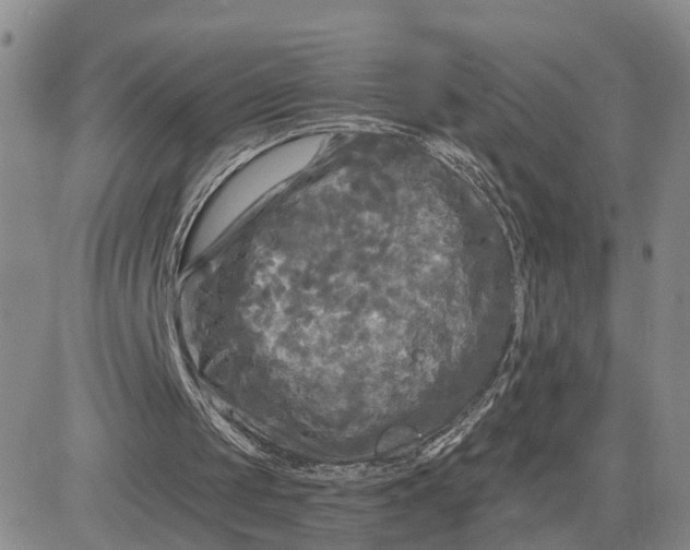 X0000083650049200702261126