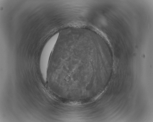 X0000083650065200702261127