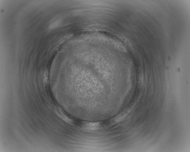 X0000083650081200702261127