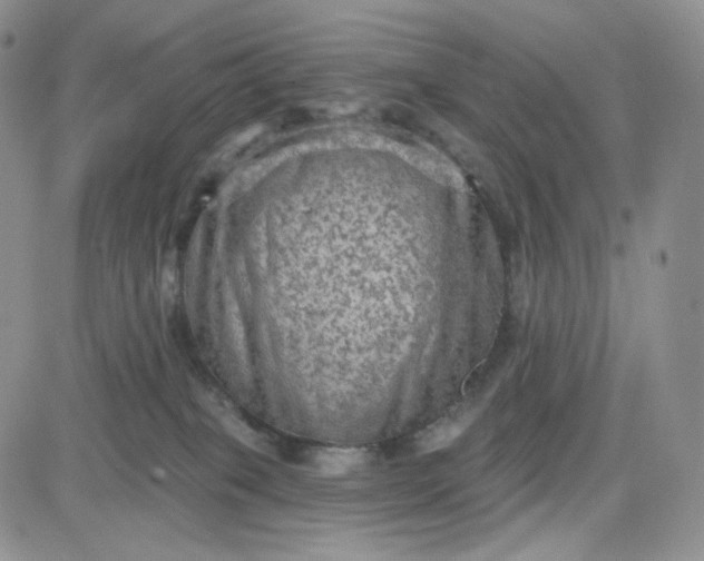 X0000083650085200702261127