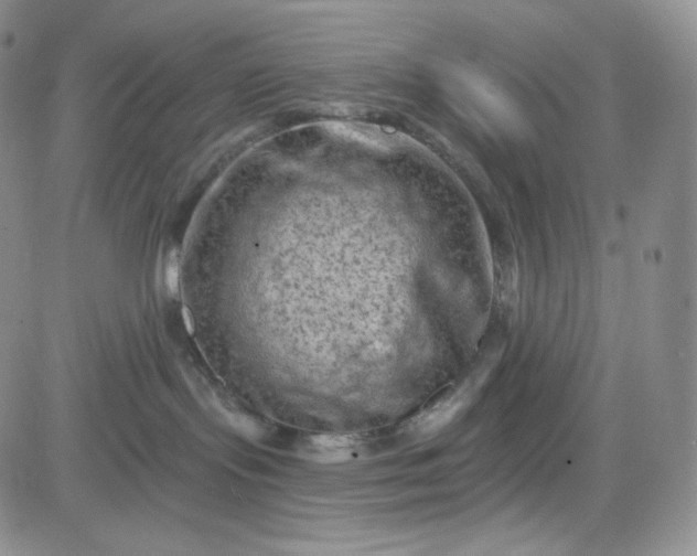 X0000083650095200702261127