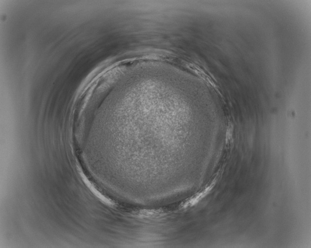 X0000083650101200702261126