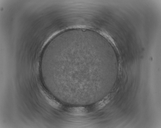 X0000083650108200702261126