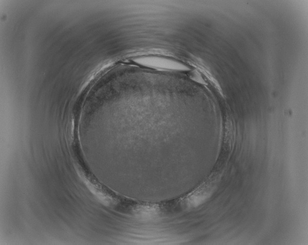 X0000083650110200702261126