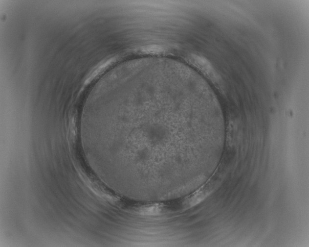 X0000083650116200702261126