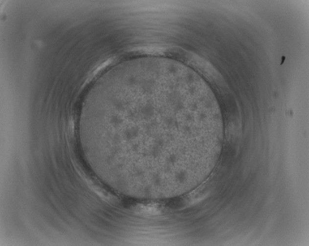 X0000083650120200702261126