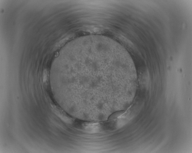 X0000083650132200702261126