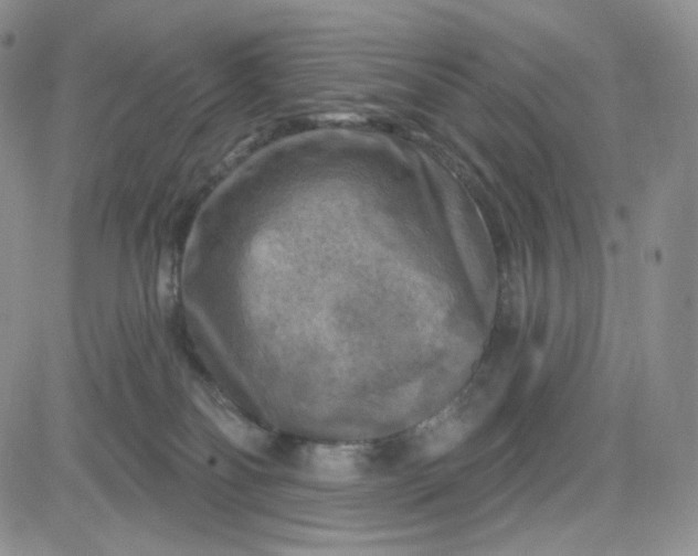 X0000083650134200702261126