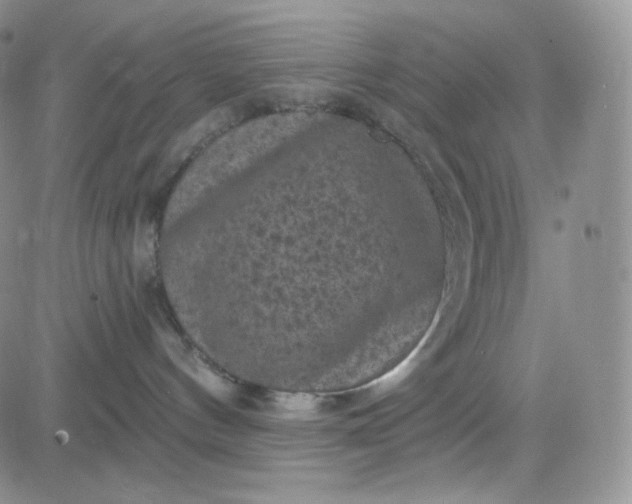 X0000083650144200702261126