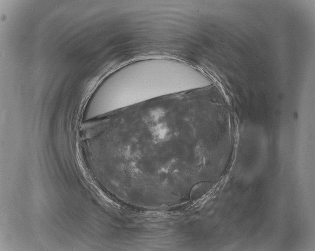 X0000083650145200702261125