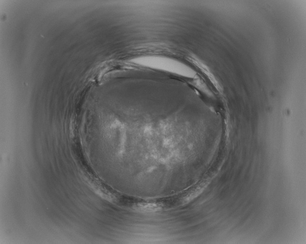 X0000083650161200702261125