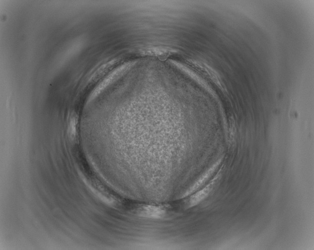 X0000083650166200702261125