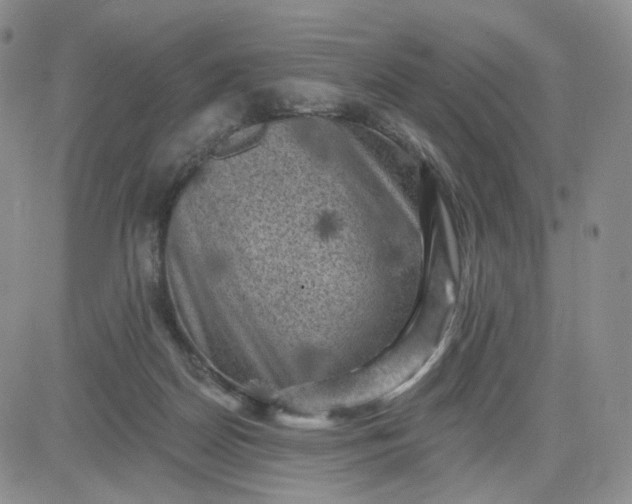 X0000083650170200702261125