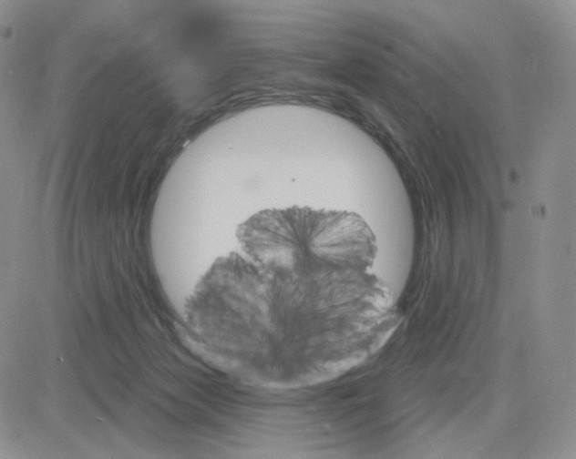 X0000083650173200702261125