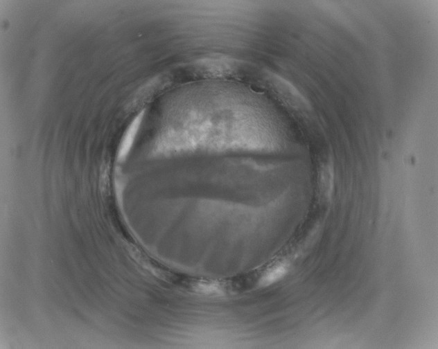 X0000083650177200702261125