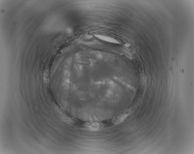 X0000083650181200702261125