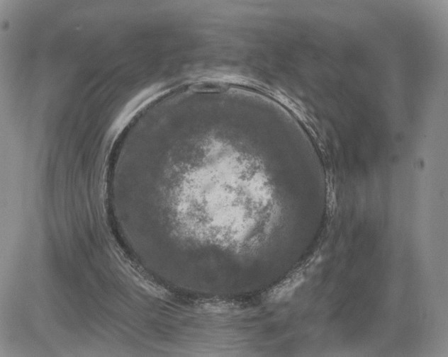 X0000083650199200702261125