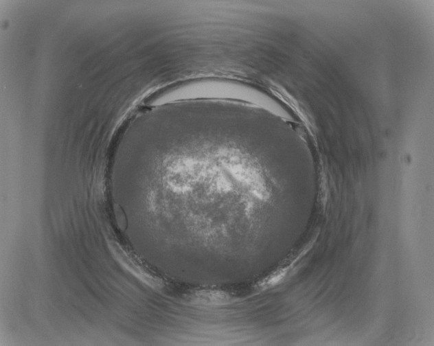 X0000083650203200702261125