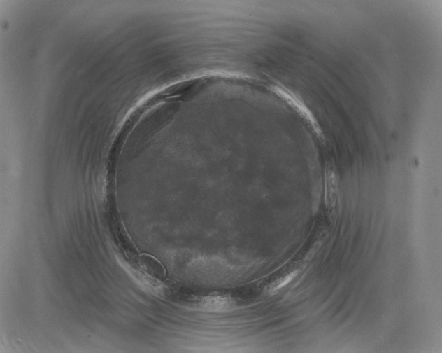 X0000083650204200702261125