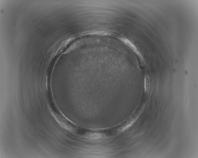 X0000083650205200702261125