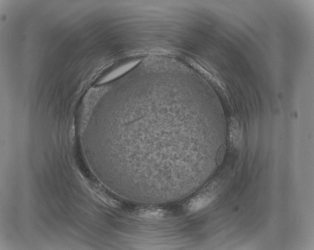 X0000083650206200702261125