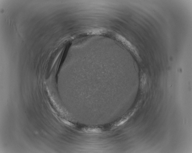 X0000083650209200702261124