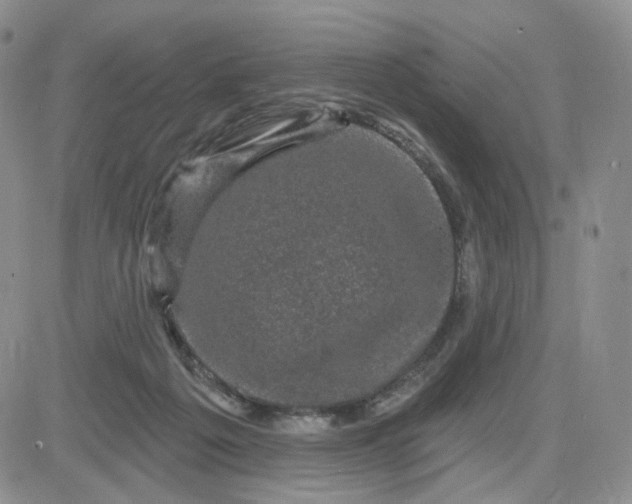 X0000083650217200702261124