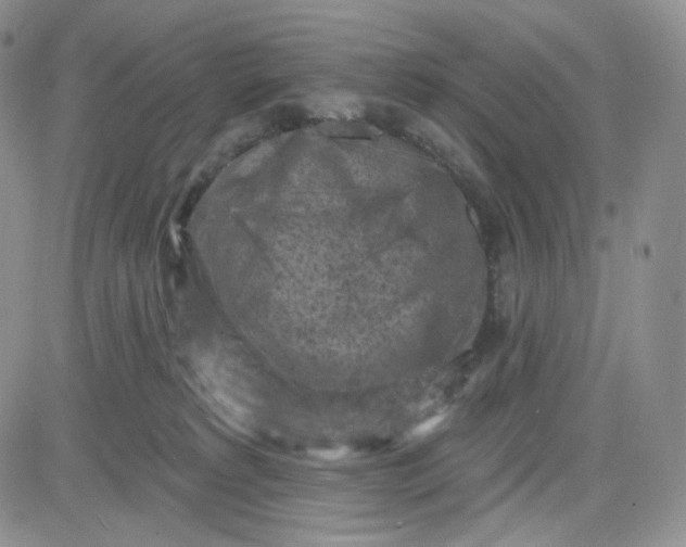 X0000083650229200702261124