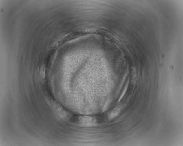 X0000083650230200702261124