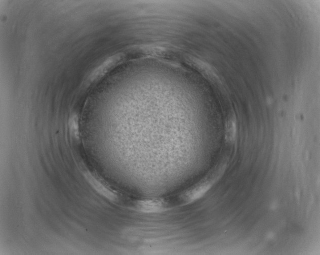 X0000083650238200702261124