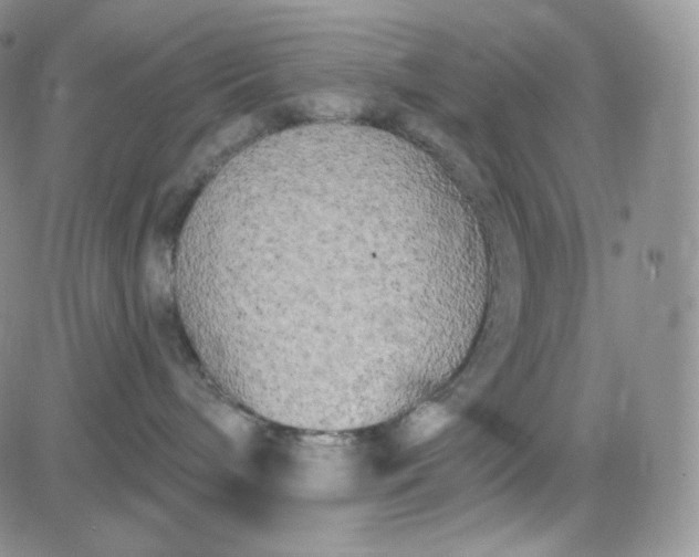 X0000083650240200702261124