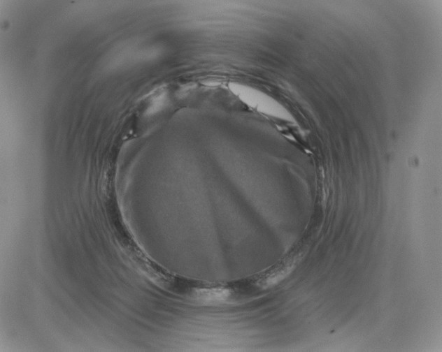 X0000083650266200702261124