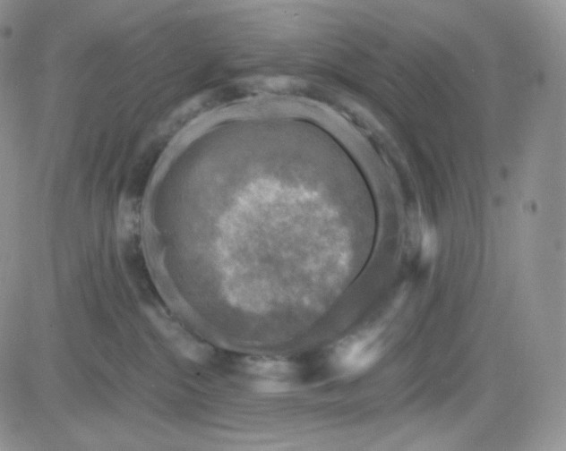 X0000083650284200702261124