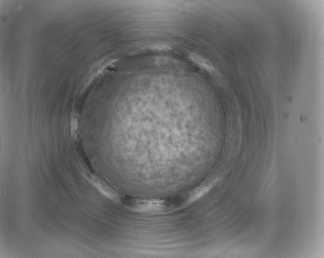 X0000083650288200702261124