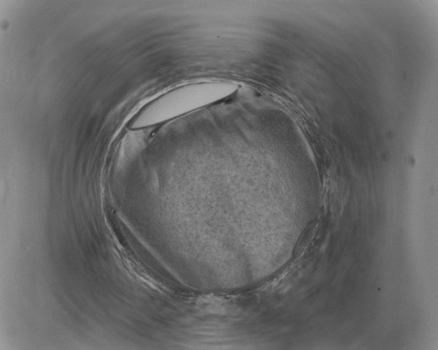 X0000083650290200702261123