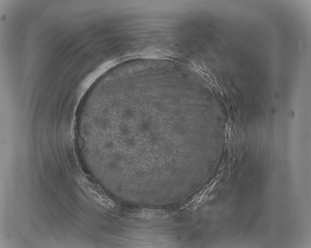 X0000083650292200702261123