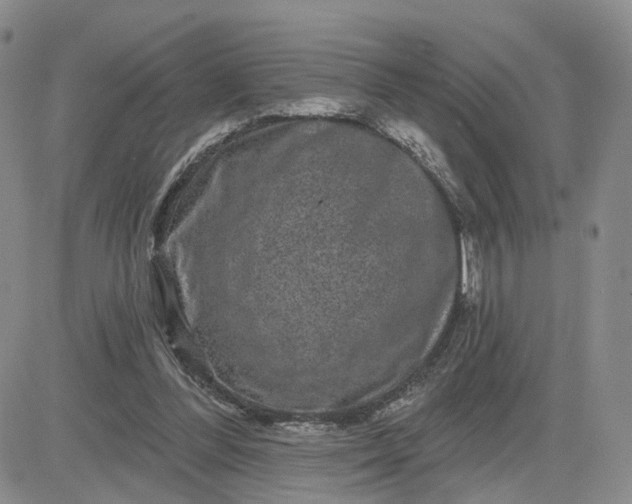 X0000083650300200702261123