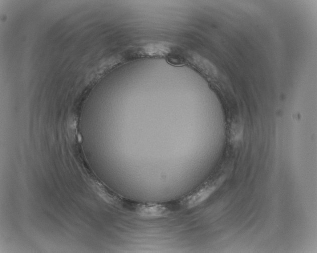 X0000083650321200702261123