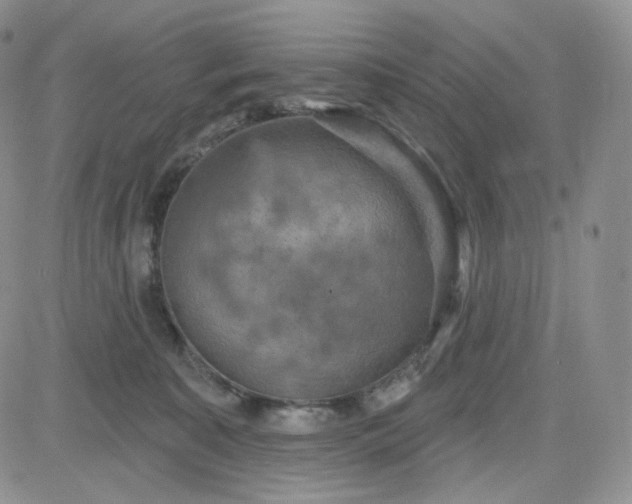 X0000083650323200702261123