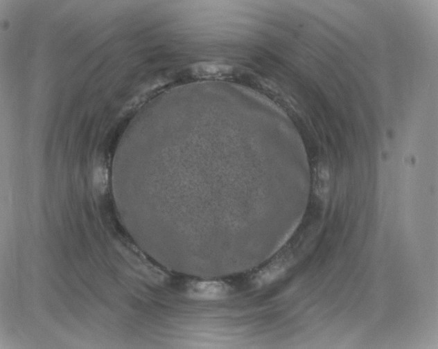 X0000083650324200702261123