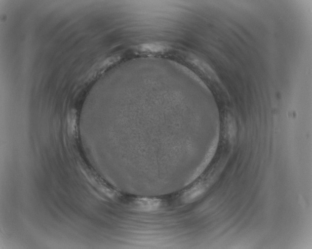 X0000083650328200702261122