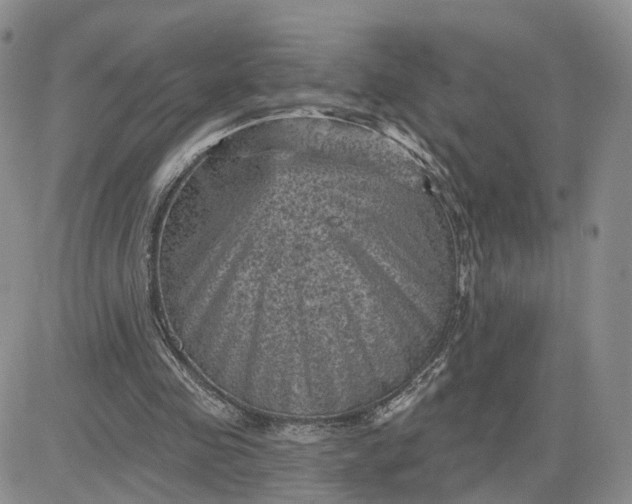 X0000083650341200702261122